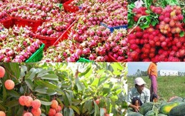 Triển vọng xuất khẩu nông sản Việt