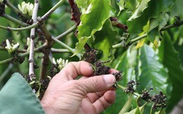 Cà phê nở ‘hoa chanh’, nông dân trồng cây tỷ đô lo ngay ngáy