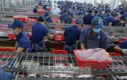 Kỳ tích cá tra Việt Nam: Chinh phục thành công thị trường Mỹ, Trung Quốc, Nhật Bản