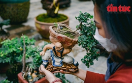 Hà Nội: Vạn tuế bonsai mini độc lạ hút khách chơi Tết