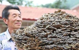 Lão nông tìm được 'cây nấm dại', đại gia vừa thấy đã đòi trả tiền tỷ mua lại