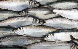 Loại cá nhiều omega 3 ngang ngửa cá hồi nhưng giá chỉ bằng 1/4: Là “thuốc bổ tim” tự nhiên, giúp xương chắc khỏe