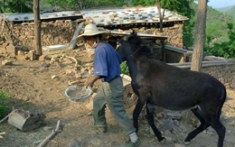 Giáo sư Bắc Đại bỏ phố lên núi sống ẩn dật 7 năm, tiêu sạch 12 tỷ tiết kiệm và nhận ra một sự thật