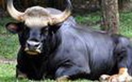 Độc lạ loài bò lớn nhất thế giới ở Việt Nam: Nặng tới 2 tấn, mang nguồn gen quý hiếm