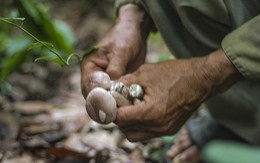 Rộn ràng mùa nấm tràm, người dân băng rừng tìm hái từ tờ mờ sớm