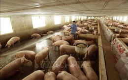 Khó xảy ra nguy cơ thiếu thịt lợn dù người nuôi thận trọng tái đàn
