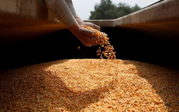 “Ông trùm” nông sản mới của thế giới bất ngờ tăng xuất khẩu loại hạt giá rẻ đến Việt Nam, sản lượng tăng gần 400% trong 9 tháng
