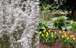 Khu vườn trồng toàn cây độc lạ: Mùa đông chỉ thấy tuyết, đến mùa xuân liền đâm chồi nở hoa tuyệt đẹp