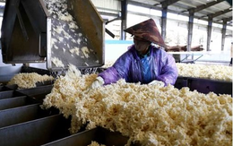 Việt Nam sở hữu “gà đẻ trứng vàng” cực kỳ hút khách Trung Quốc: 9 tháng kiếm 1,4 tỷ USD từ thị trường tỷ dân, diện tích đứng thứ 5 thế giới