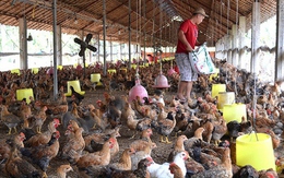 Giá gà thấp hơn giá thành sản xuất, người chăn nuôi thua lỗ
