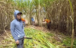 Quang Linh farm bội thu mía, thương lái vây quanh nhờ 1 câu của anh chàng bán hàng 'dẻo mỏ'