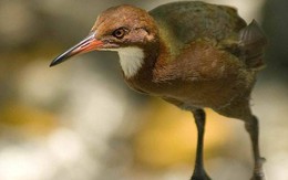 Loài chim không biết bay kỳ lạ bất ngờ "sống dậy" sau 136.000 năm tuyệt chủng