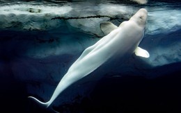 Sự thật đằng sau việc cho cá voi trắng ăn đá viên là gì?