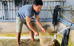 Giá lươn ở mức thấp, người nuôi trước nguy cơ lỗ nặng