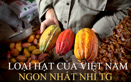 Loại hạt của Việt Nam được xếp hạng ngon nhất nhì thế giới, là “thuốc” chống ung thư tự nhiên hiệu quả