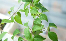 1 loại cây có tên gọi đọc “méo cả mồm”, giúp giải nhiệt, tiêu độc, trị dạ dày cực hiệu quả: Mọc hoang khắp vùng thôn quê Việt