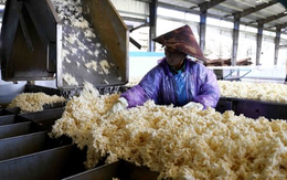 Sau gạo và đường, thêm một loại nông sản gặp bão giá do Ấn Độ - Là mặt hàng Việt Nam cũng đang nhập khẩu hàng triệu tấn
