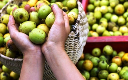1 loại quả có vị chua chát là “thuốc chống ung thư tự nhiên”, hạ đường huyết hiệu quả: Rất sẵn ở Việt Nam