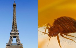 Côn trùng hút máu người tấn công thủ đô Paris (Pháp): Sự kiện lớn tầm cỡ thế giới bị đe dọa nghiêm trọng