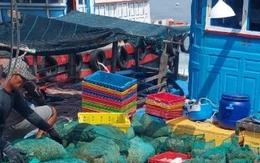 Tôm hùm, hàu chết bất thường chỉ trong thời gian ngắn ở Khánh Hòa