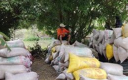Một thị trường lớn của Việt Nam vừa chào mua thêm 500.000 tấn gạo