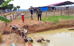 Thị sát Quang Linh farm, chủ tịch làm mấy chục “thành viên” hoảng loạn, chạy muốn sang chấn