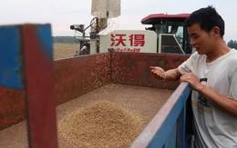 Sau gạo, thêm mặt hàng nông sản đang rơi vào khủng hoảng khiến Trung Quốc phải lùng sục khắp thế giới tìm mua