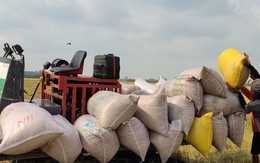 Giá gạo Việt Nam vượt xa Thái Lan tới 92 USD/tấn