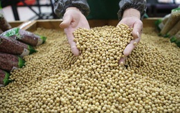 Trung Quốc tăng mạnh mua đậu tương từ Mỹ