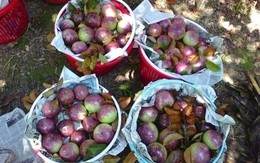 Một loại quả chỉ duy nhất Việt Nam xuất khẩu trên thế giới: Mỹ, Trung Quốc mua ào ào dù giá cao, có người phải thốt lên 'độc nhất vô nhị'