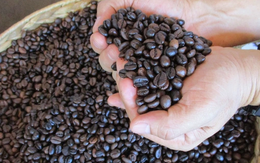 Xuất khẩu cà phê đạt kim ngạch cao nhất lịch sử