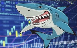 Loạt "cá mập" của Chứng trường bạc tỷ lộ diện với hiệu suất cao nhất lên đến 54%, nhà đầu tư chỉ còn ít ngày để đăng ký tham gia vòng 2