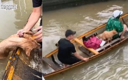 3 triệu người xem clip giải cứu 2 chú cún đang lạnh cóng trong mưa lụt ở Huế, cái kết khiến netizen vỡ òa