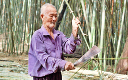 Lão nông sở hữu làng tre lớn nhất miền Tây trở thành phú điền ở tuổi 87