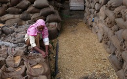 Ấn Độ sẽ kéo dài lệnh cấm xuất khẩu sang 2024, giá gạo toàn cầu dễ lại chao đảo
