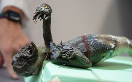 Tiết lộ thân phận thật sự của xác ướp 'nàng tiên cá' nổi tiếng của Nhật Bản