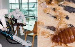 Hàn Quốc giữa "đại dịch rệp hút máu": Công ty diệt rệp 300 địa điểm/tháng, có nơi phát hiện hàng trăm con rệp sống