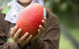 Việt Nam sở hữu 'loại quả từ thiên đường' khiến Trung Quốc mê không lối thoát, từ Á đến Âu coi như báu vật, xuất khẩu hàng nghìn tấn mỗi năm
