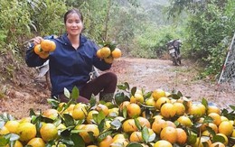 Thủ phủ cam Hà Tĩnh vào vụ thu hoạch, nông dân 'đếm quả tính tiền'