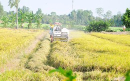 Chính thức phê duyệt Đề án 1 triệu ha lúa chất lượng cao