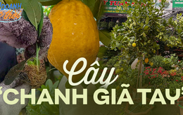 Đã xuất hiện nguyên cây chanh Quảng Đông đầy trái được nhập khẩu về trồng tại nhà chơi Tết năm nay