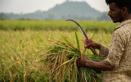 Sản lượng giảm mạnh, Ấn Độ khả năng cao kéo dài lệnh cấm xuất khẩu gạo