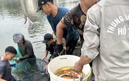 Hà Nội: Cận cảnh di chuyển toàn bộ 8 tấn cá koi khỏi hồ Đầm Đông