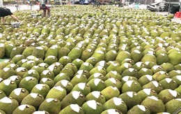 Việt Nam sở hữu 'cứu tinh của thế giới' khiến Trung Quốc phải thừa nhận ngon hơn 'của nhà trồng', là khách ruột nhập khẩu dù giá đắt đỏ