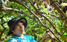 Nông dân phấn khởi thu hoạch cà phê khi được giá