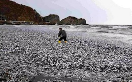 Ngư dân Nhật Bản sốc khi phát hiện hàng nghìn tấn cá chết dạt bờ chưa rõ nguyên nhân