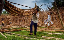 Việt Nam nắm giữ một nhóm hàng 'báu vật' được châu Âu tích cực săn đón: Mỹ và Nhật Bản thu mua mạnh tay, Trung Quốc đang tìm cách hồi sinh