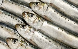 Loại cá nhiều canxi hơn sữa, giàu omega 3 lại ngăn ngừa tiểu đường: Có sẵn ở chợ Việt, nếu bắt gặp phải mua ngay