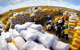 Philippines là thị trường xuất khẩu gạo số 1 của Việt Nam