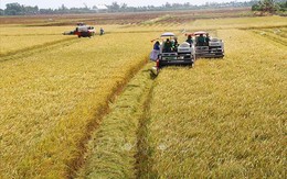 Tạo sự khác biệt cho lúa gạo Việt Nam